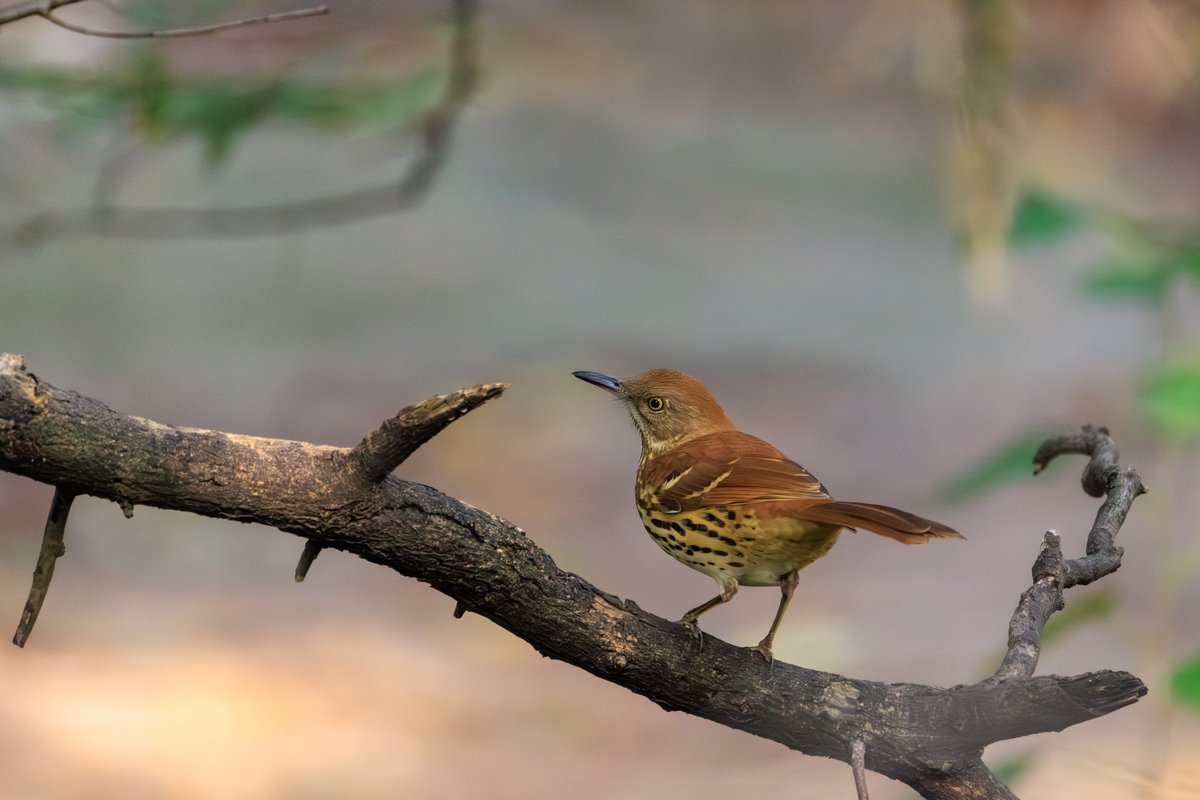 Brown Thrasher