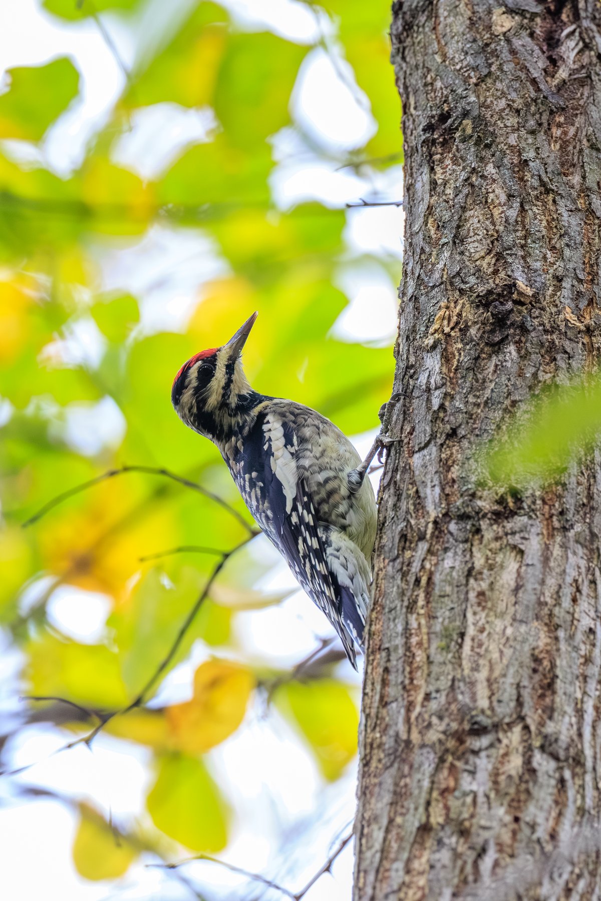 Yellow-bellied Sapsucker