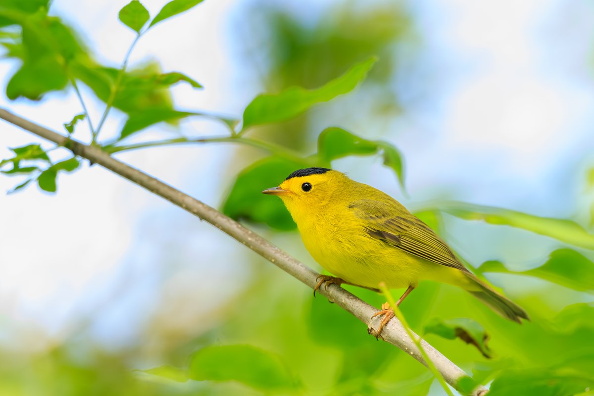 Wilson's Warbler