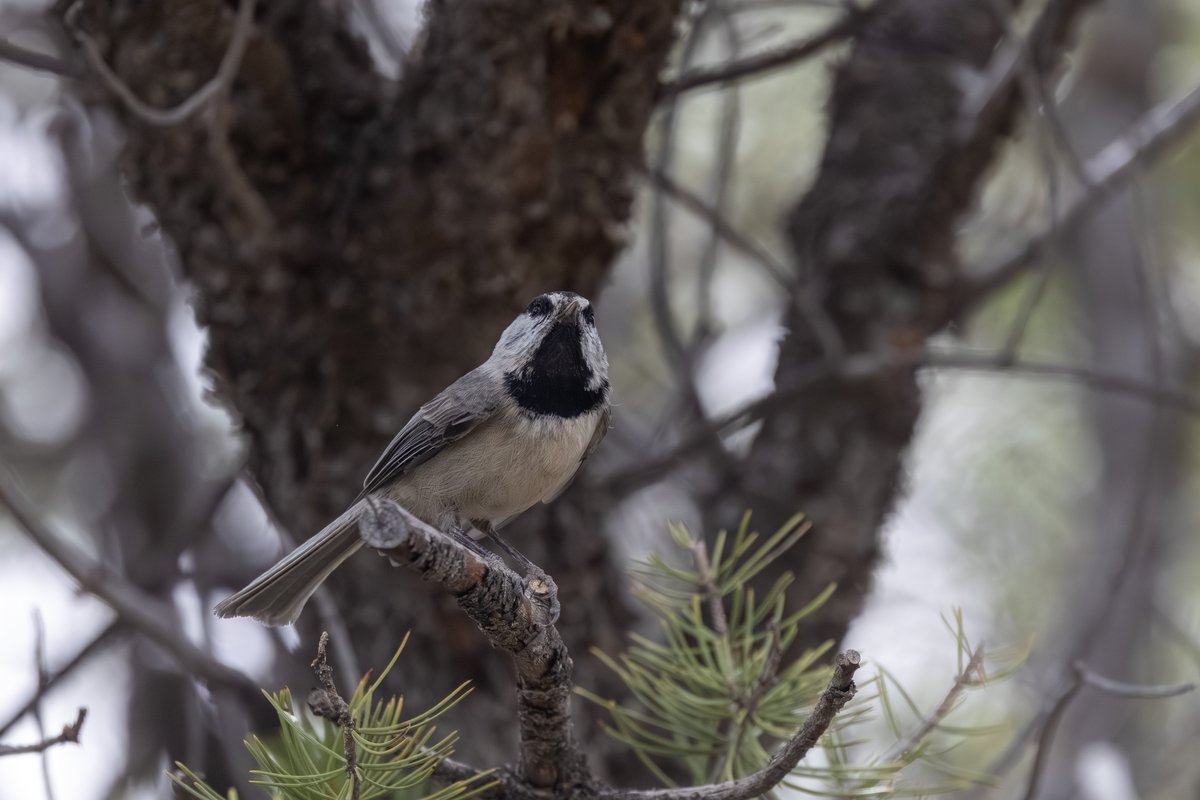 Mountain Chickadee