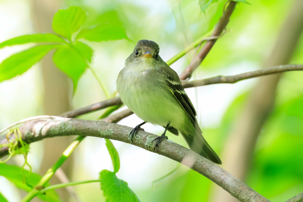 Yellow-bellied Flycatcher