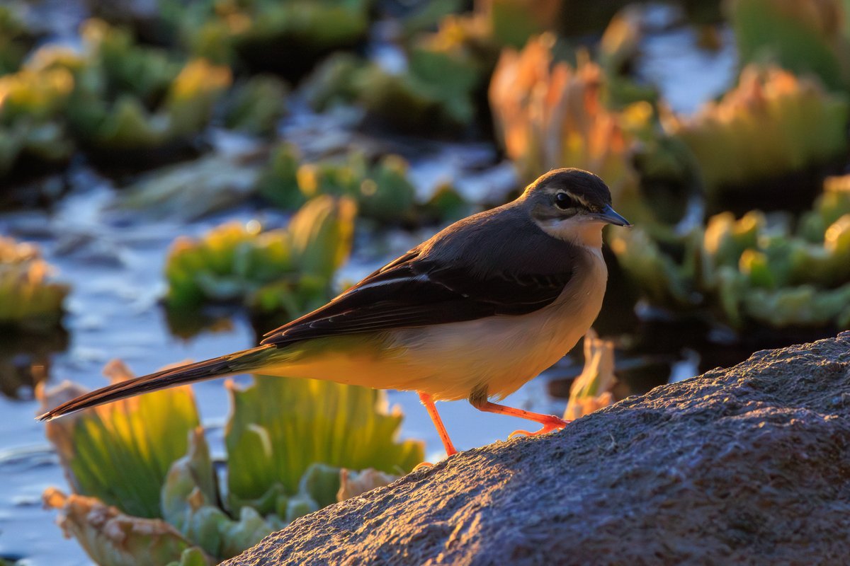 Gray Wagtail