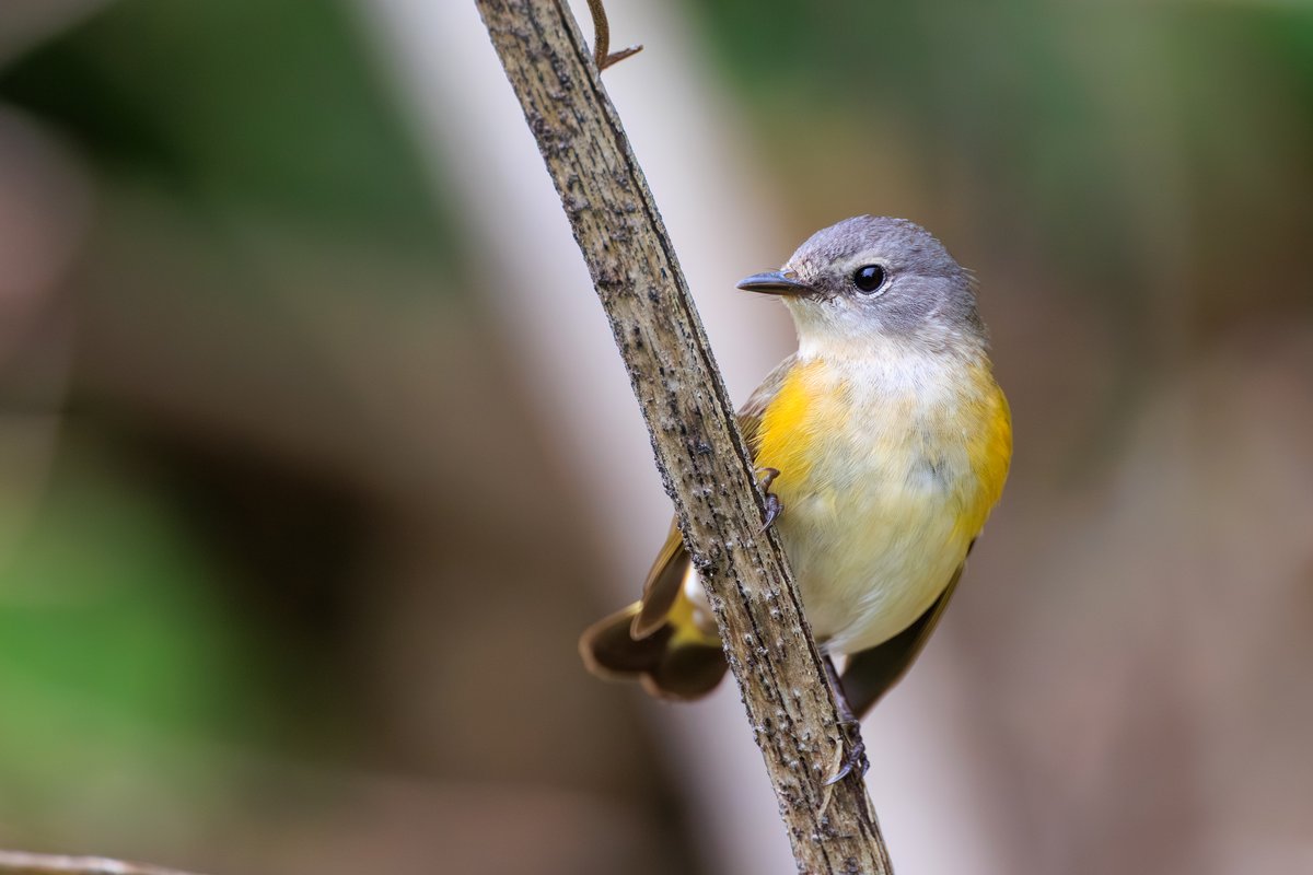 American Redstart