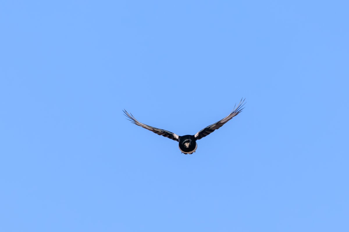 Black-billed Magpie