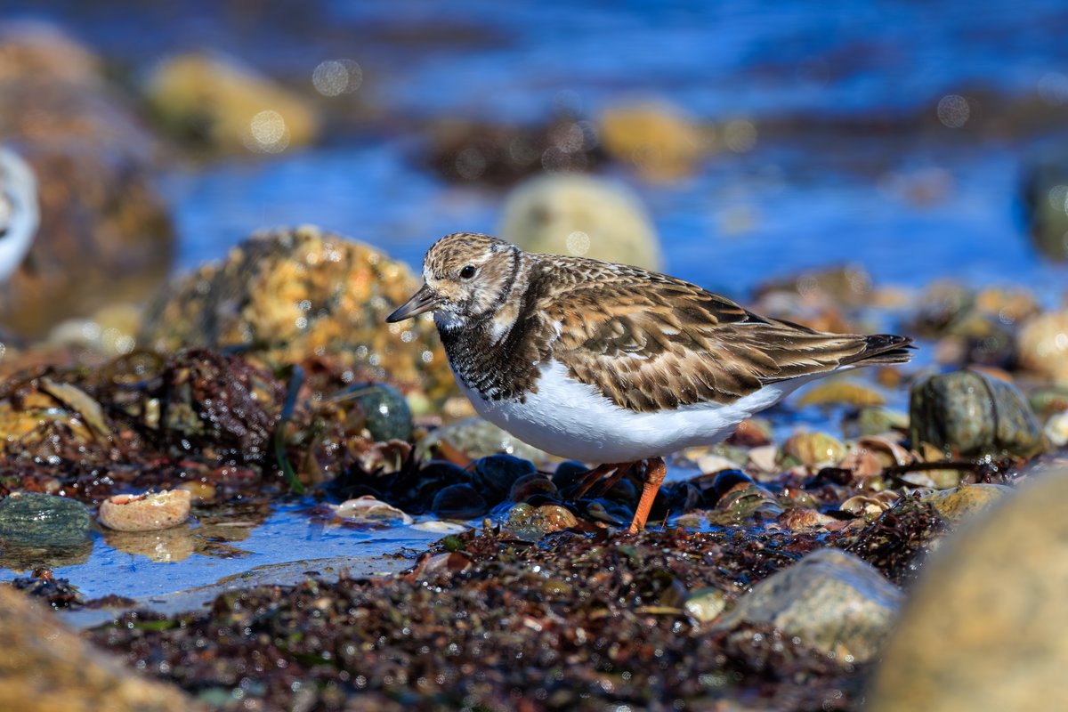 Ruddy Turnstone