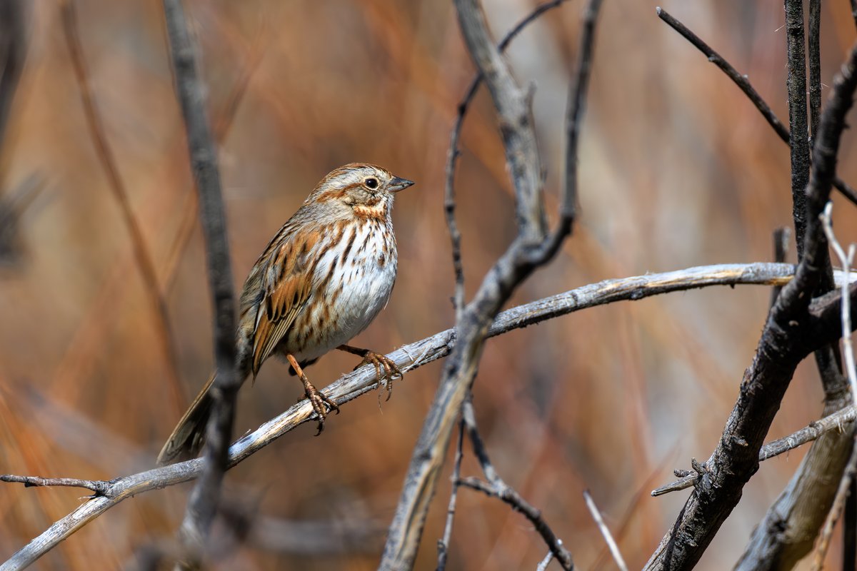 Song Sparrow