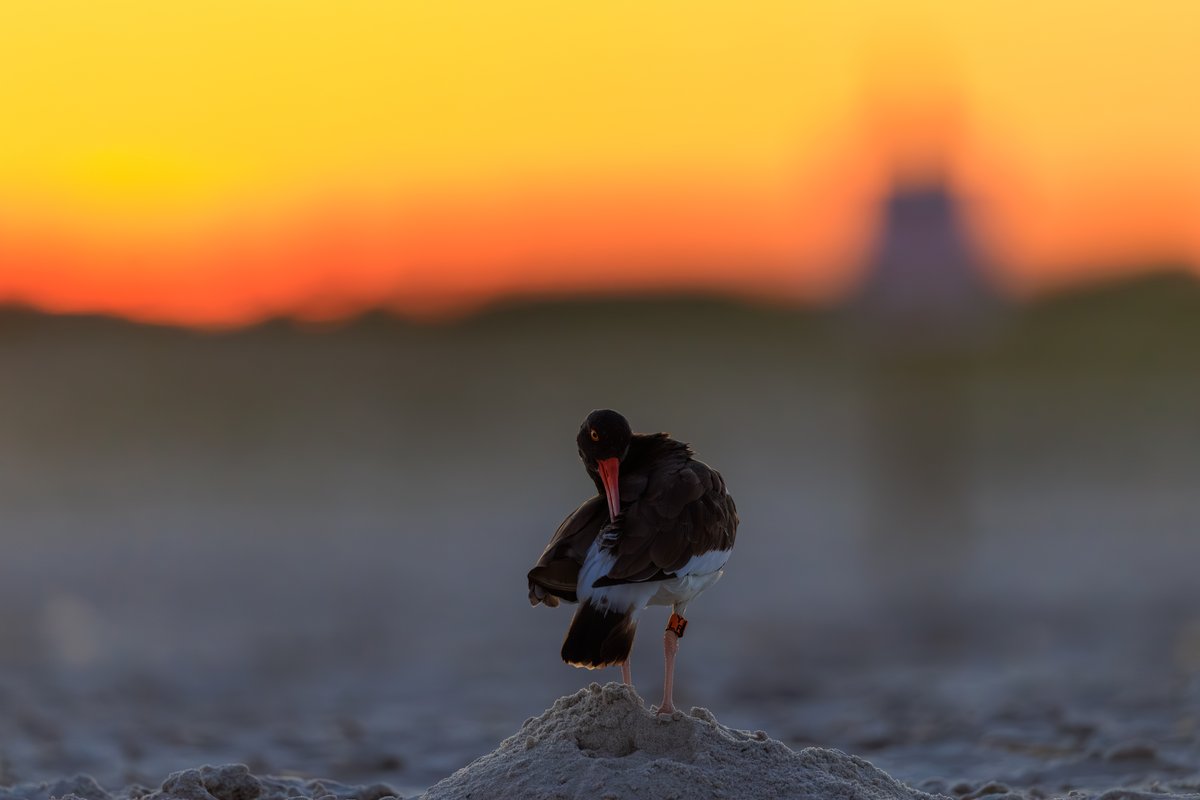 American Oystercatcher