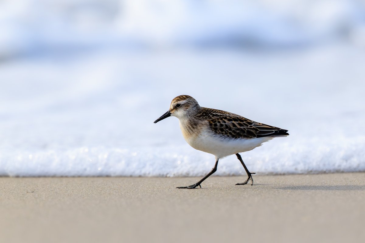 Semipalmated Sandpiper