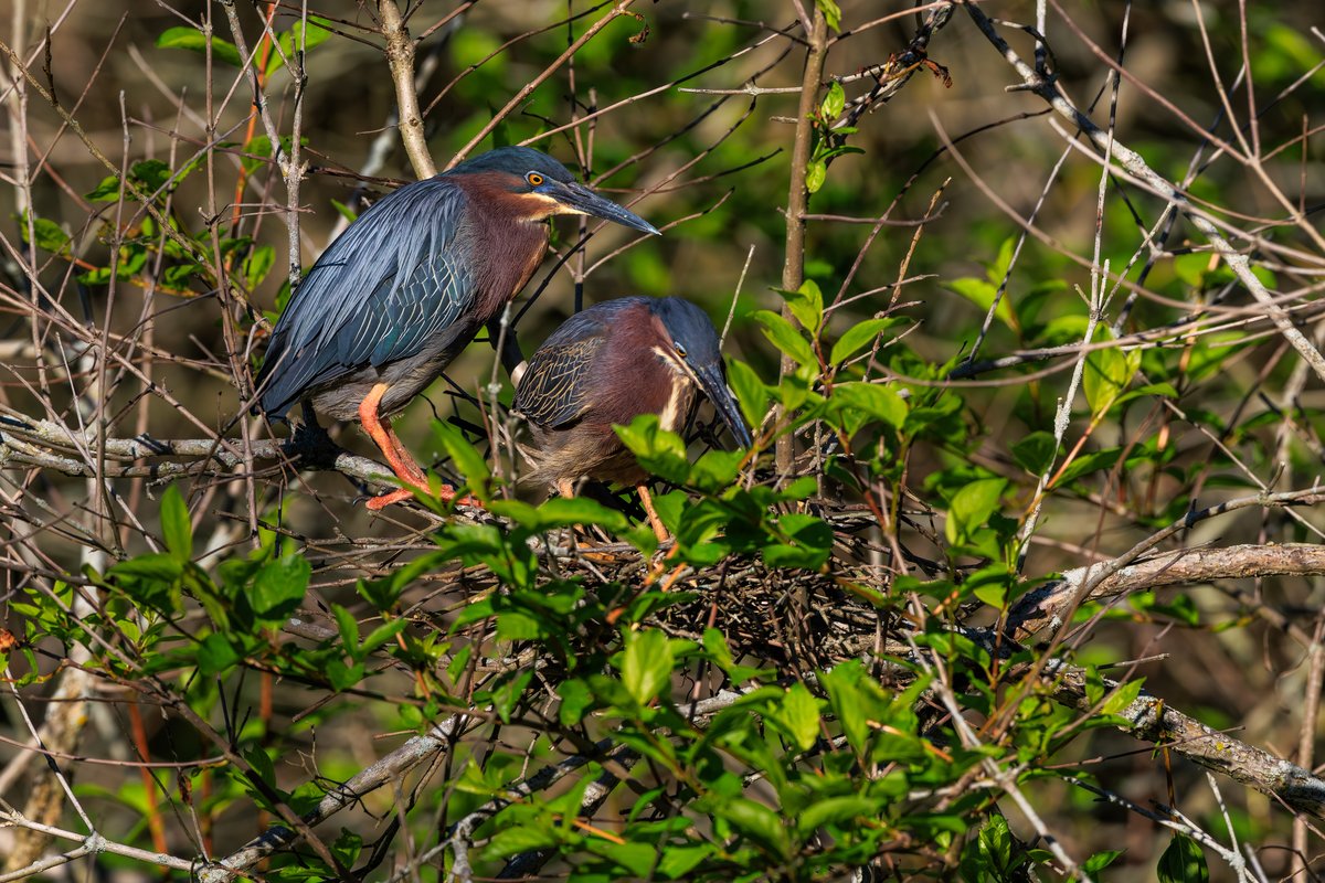 Green Heron