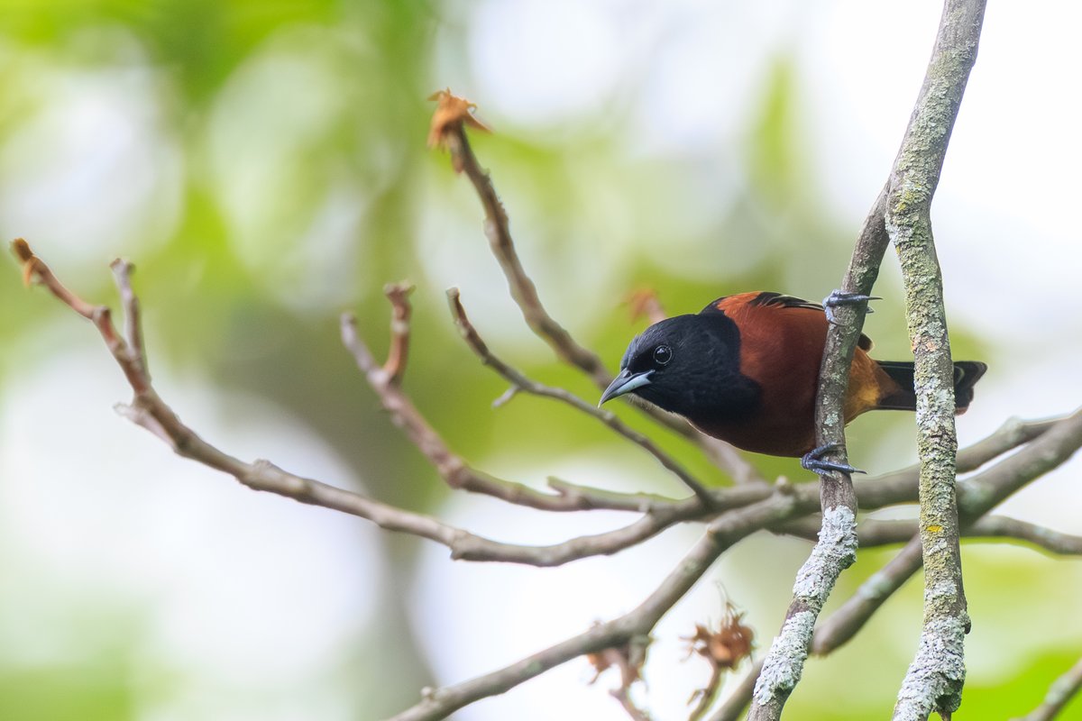Orchard Oriole