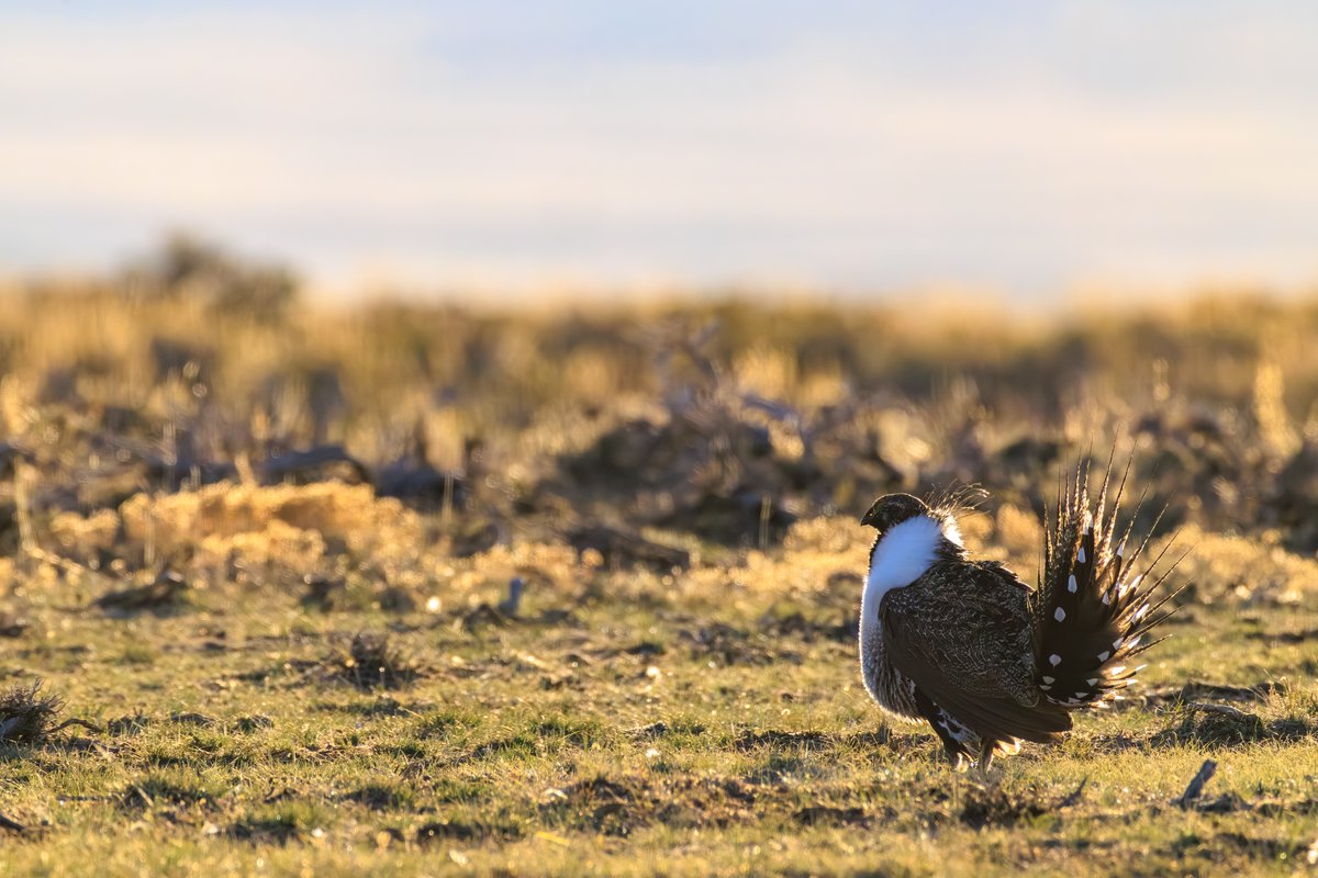 Greater Sage-Grouse