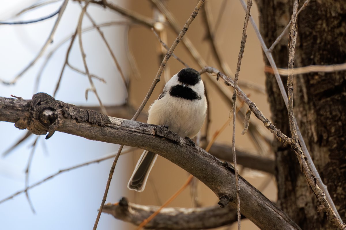 Black-capped Chickadee