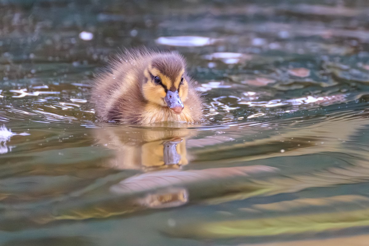 Mallard