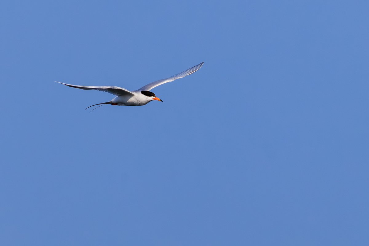 Forster's Tern