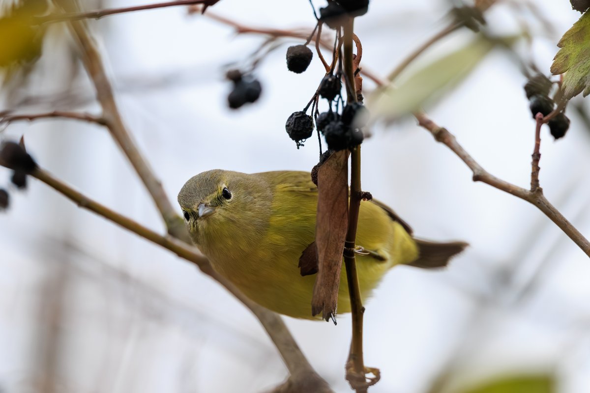 Orange-crowned Warbler