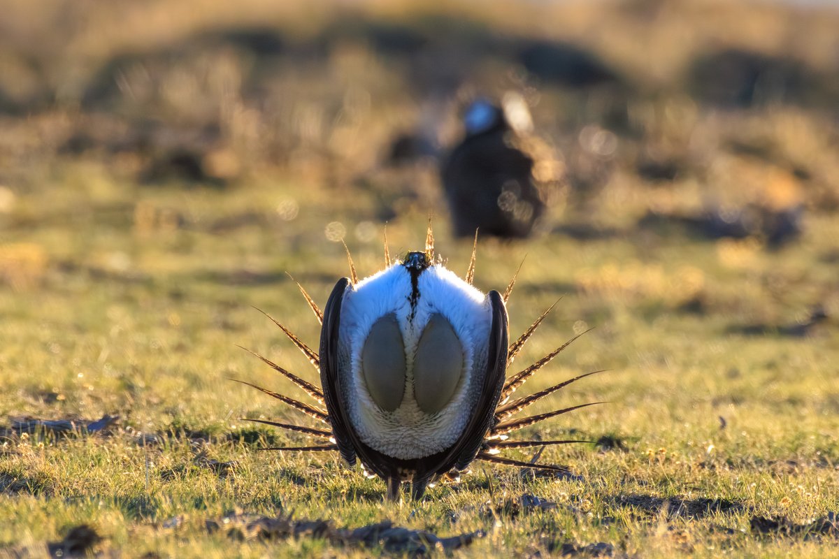 Greater Sage-Grouse