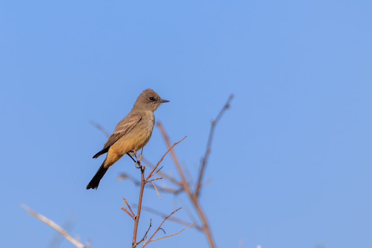 Say's Phoebe