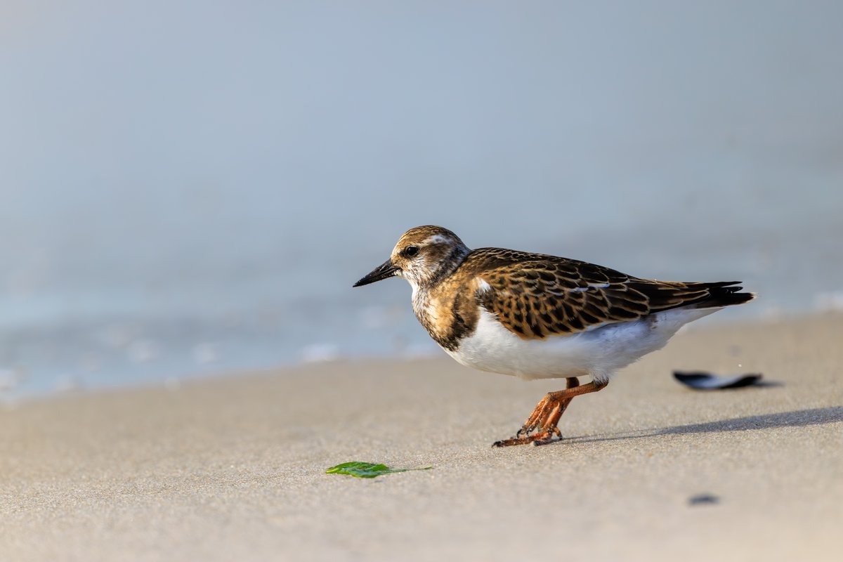 Ruddy Turnstone