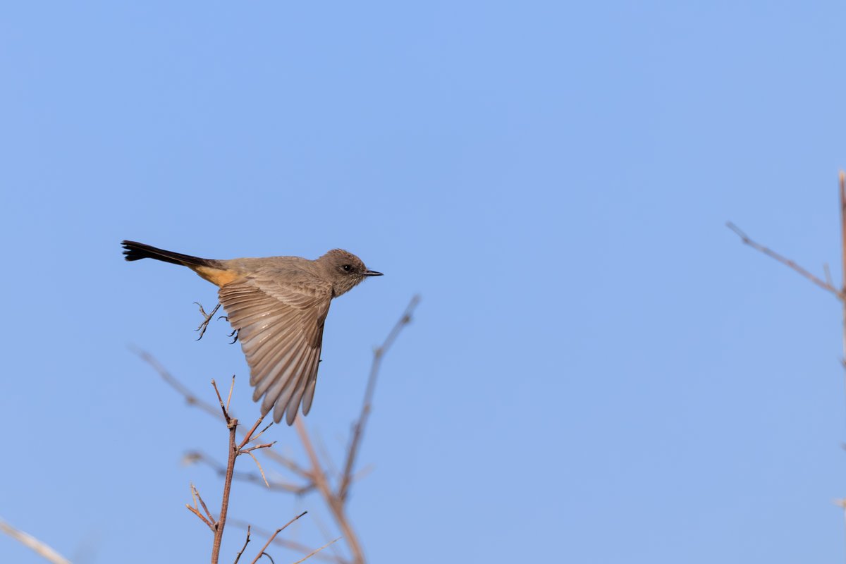 Say's Phoebe