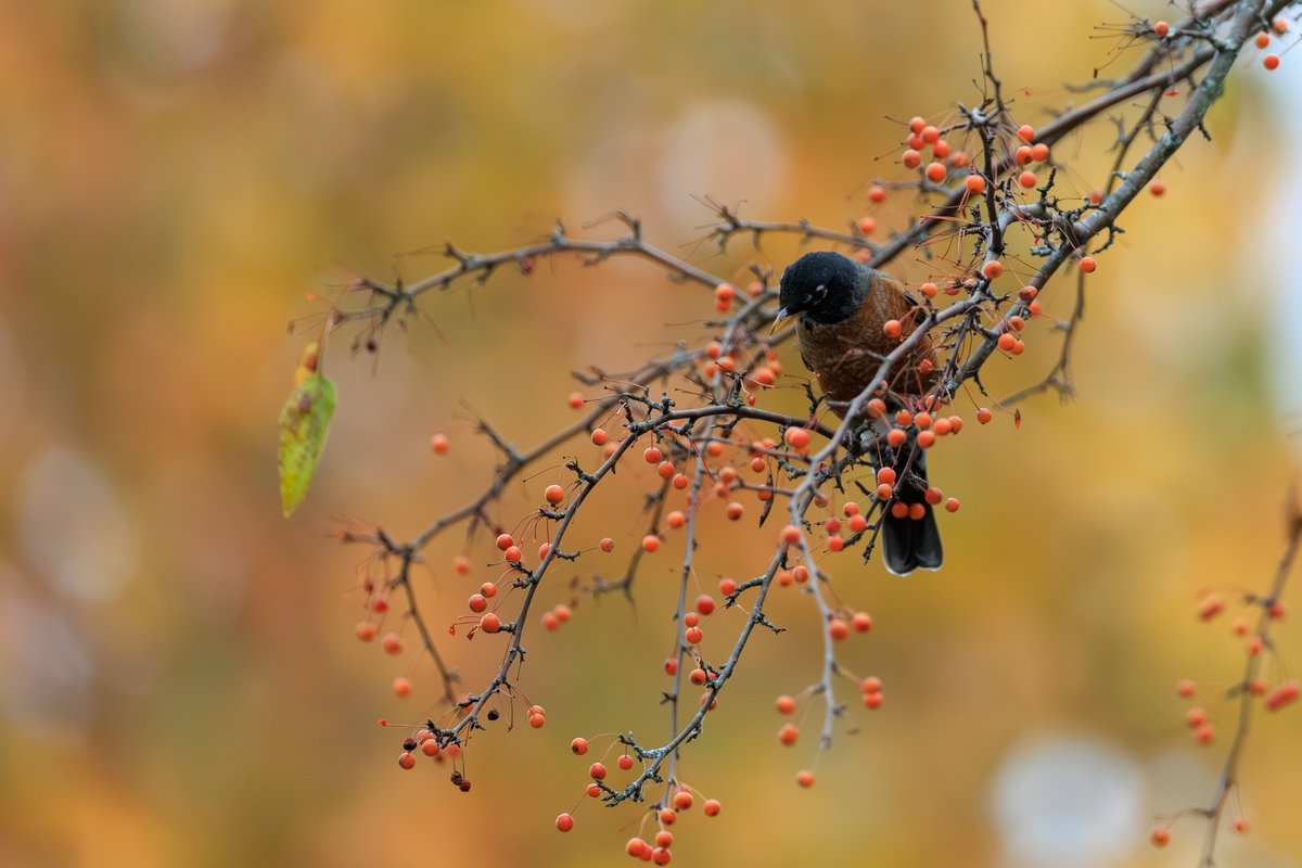 American Robin