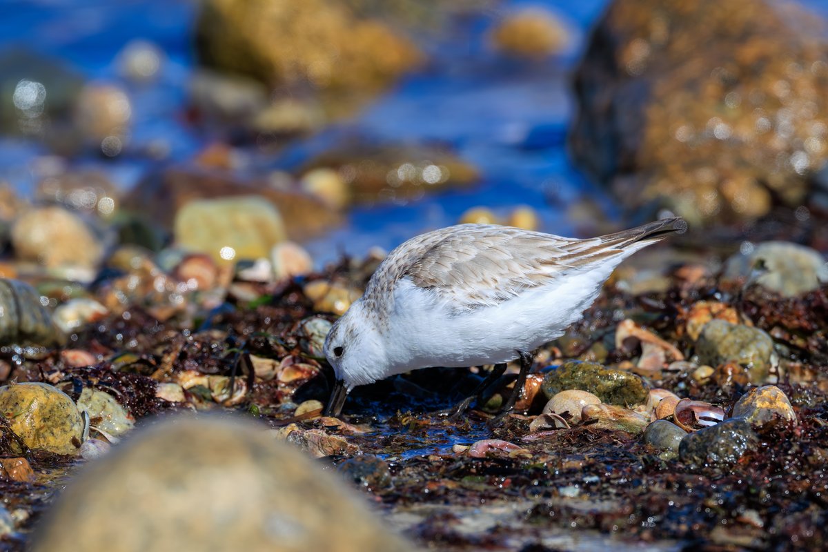 Sanderling