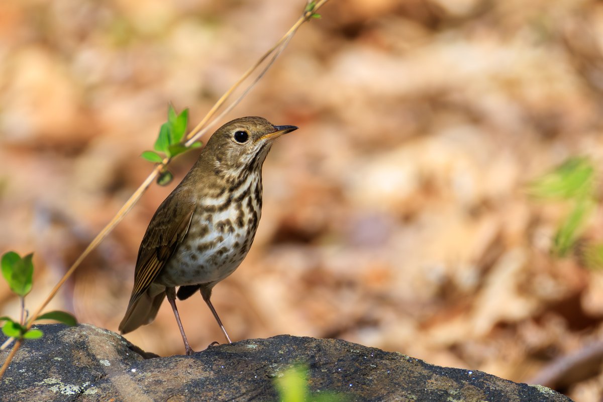 Hermit Thrush