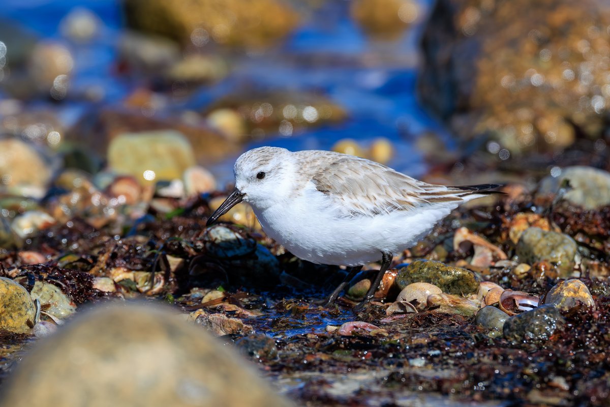 Sanderling