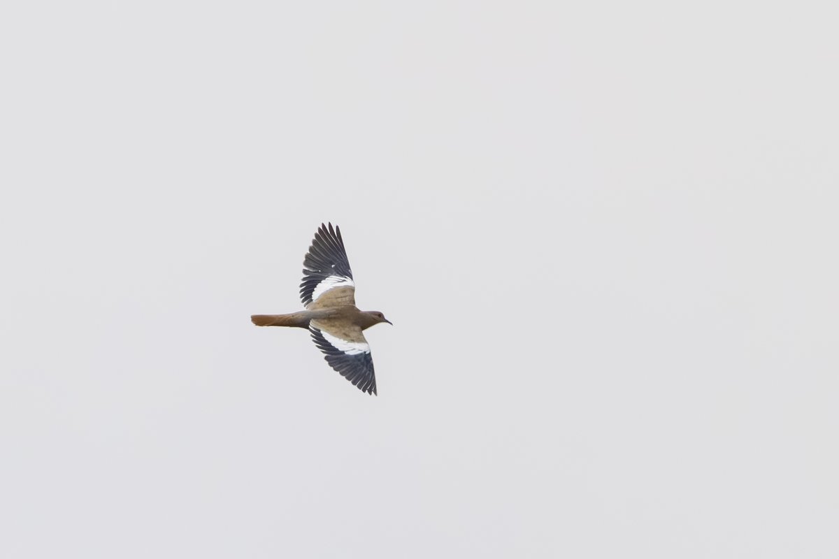 White-winged Dove