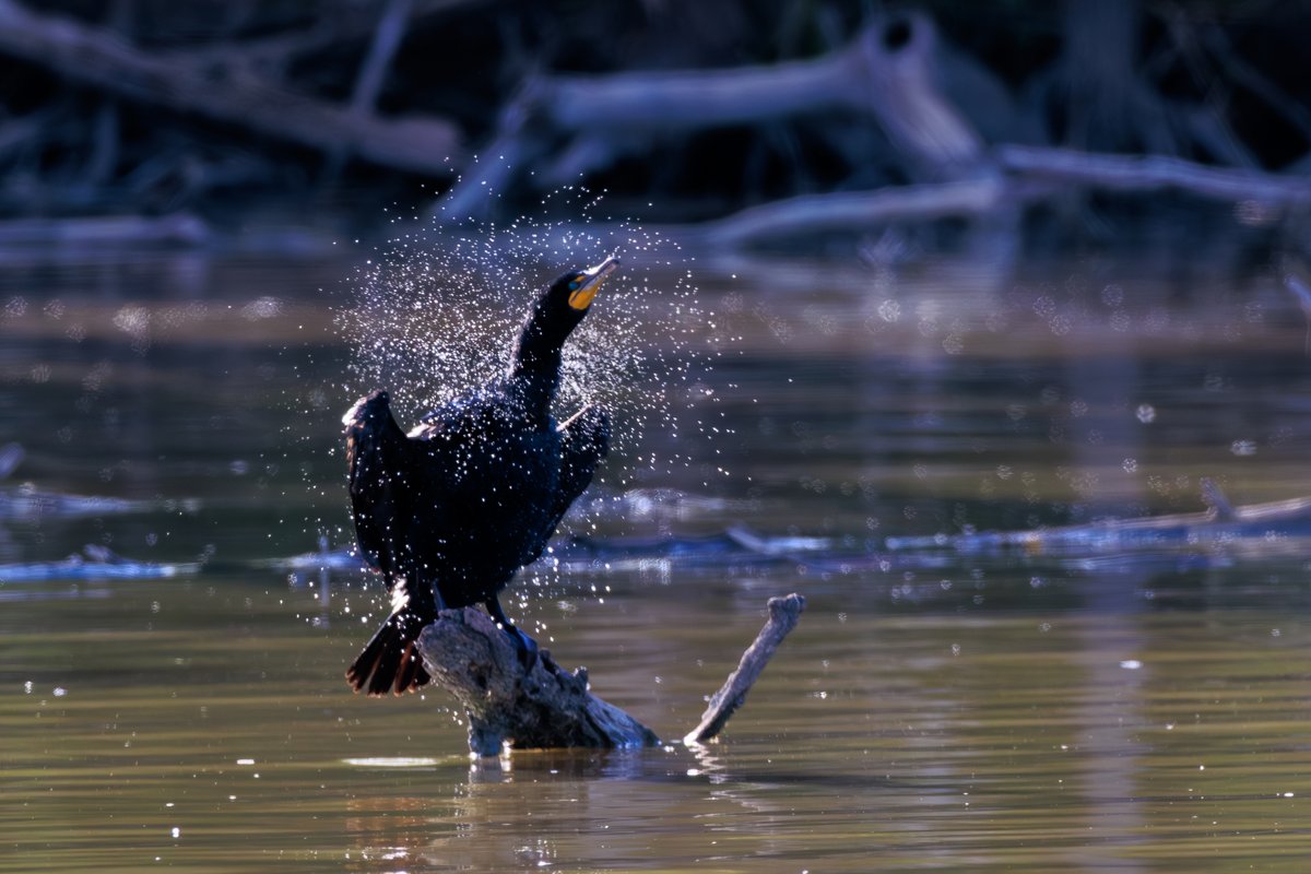 Double-crested Cormorant