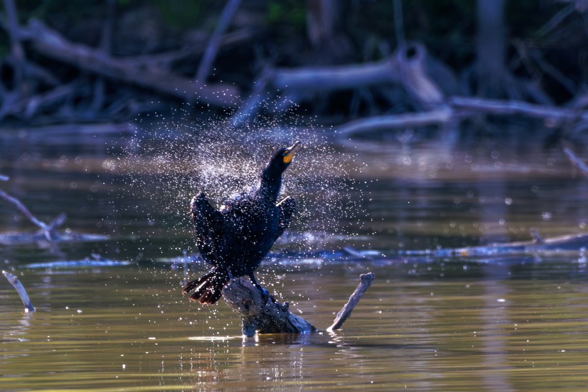 Double-crested Cormorant