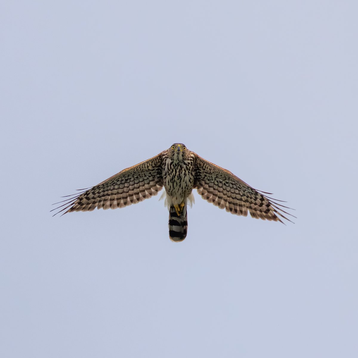 Cooper's Hawk