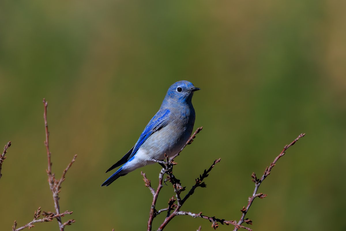 Mountain Bluebird
