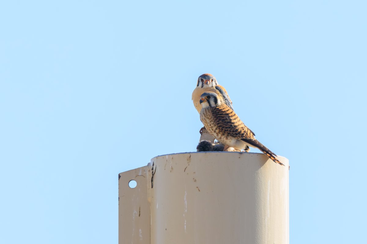 American Kestrel