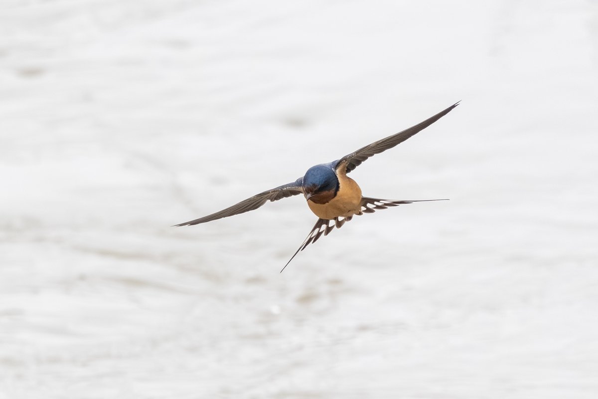 Barn Swallow