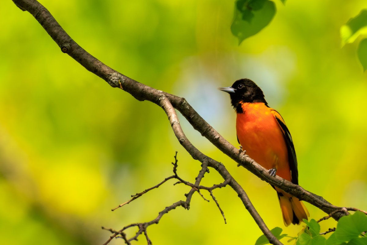 Baltimore Oriole