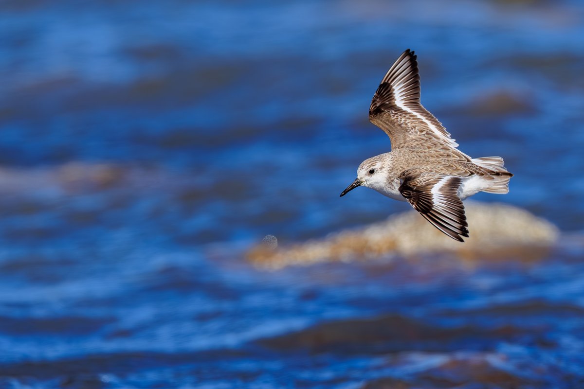 Sanderling