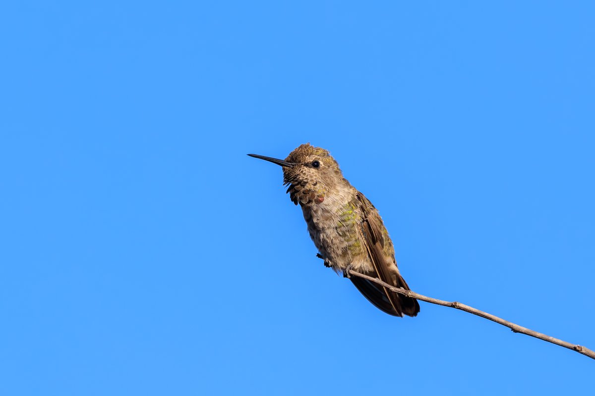 Anna's Hummingbird