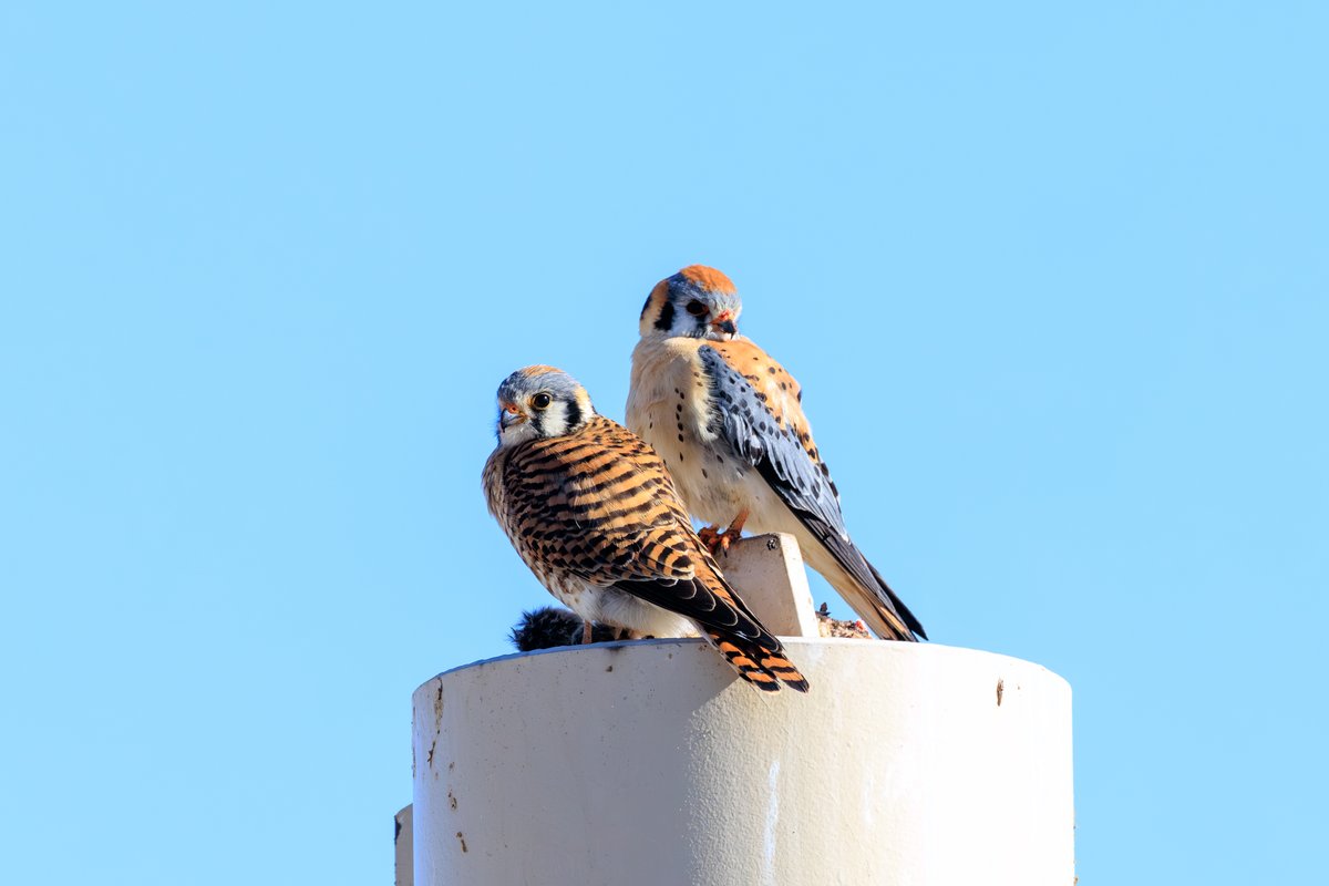 American Kestrel