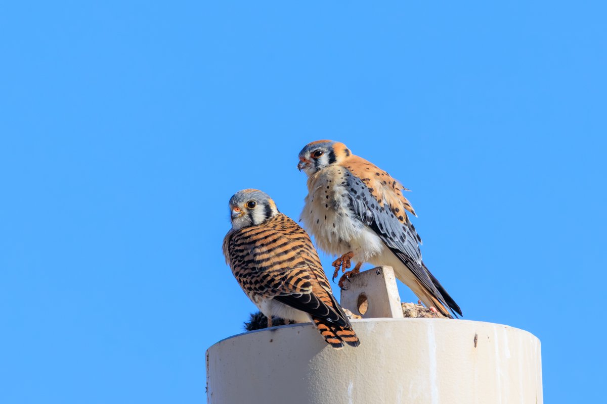 American Kestrel