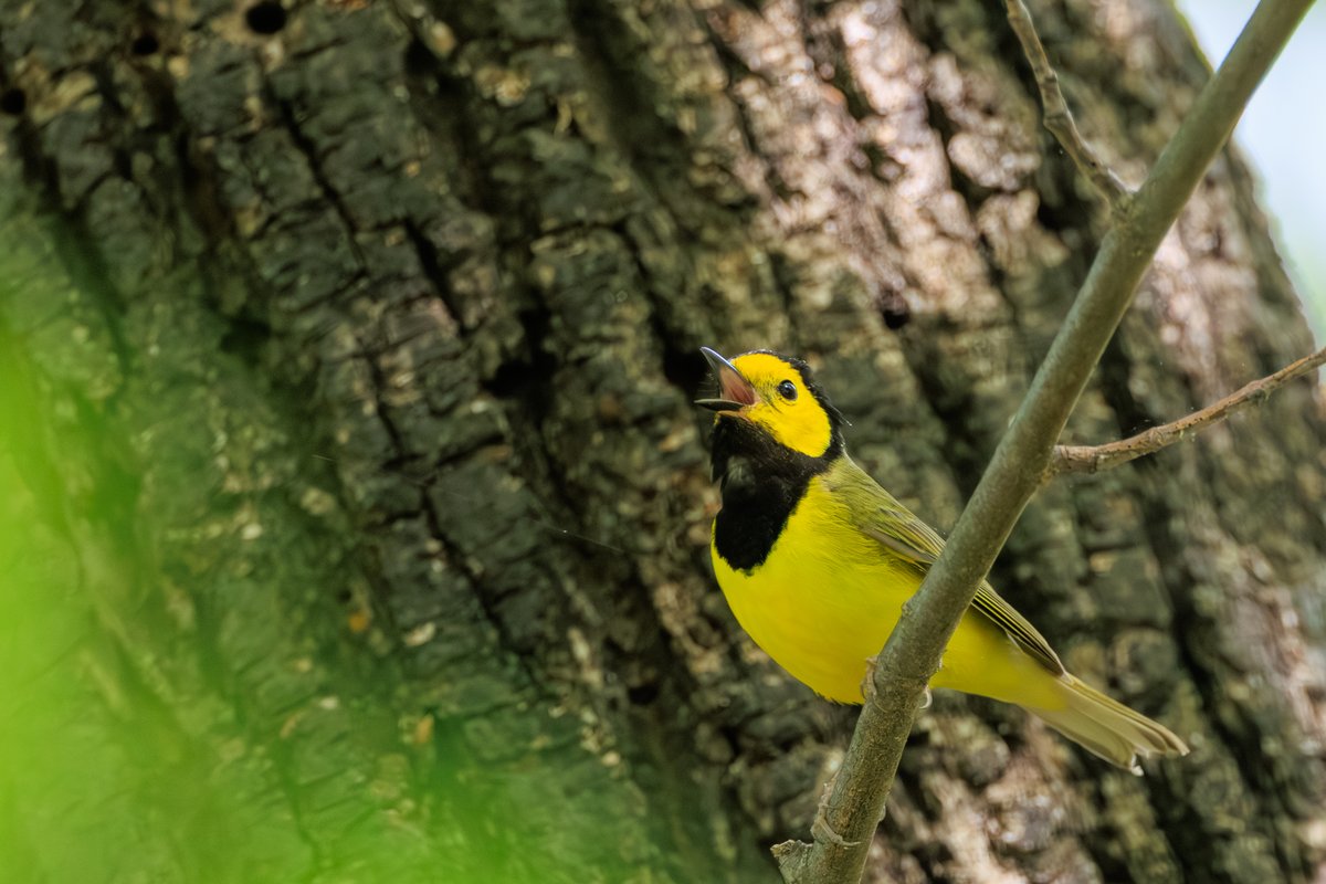 Hooded Warbler