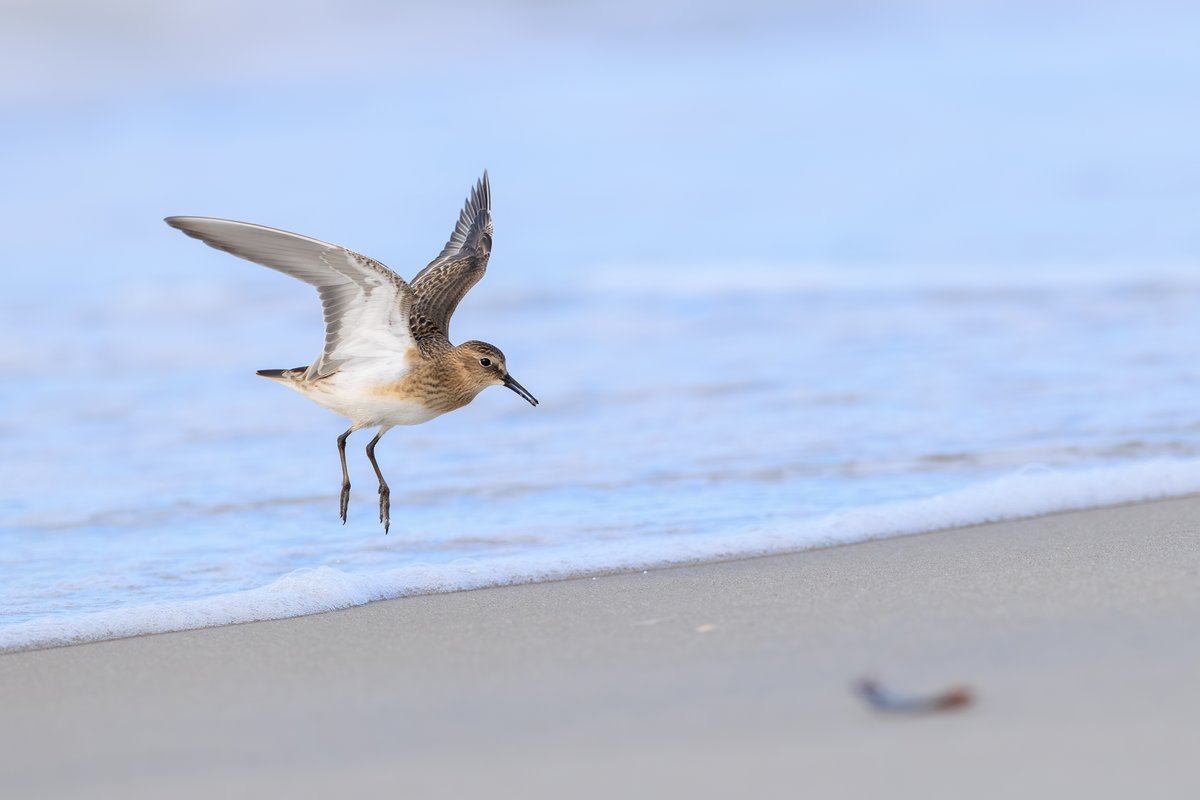 Semipalmated Sandpiper
