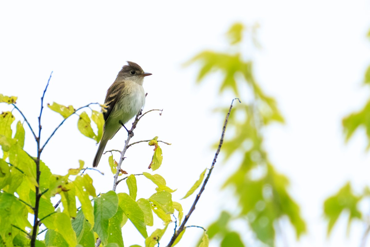 Eastern Wood-Pewee