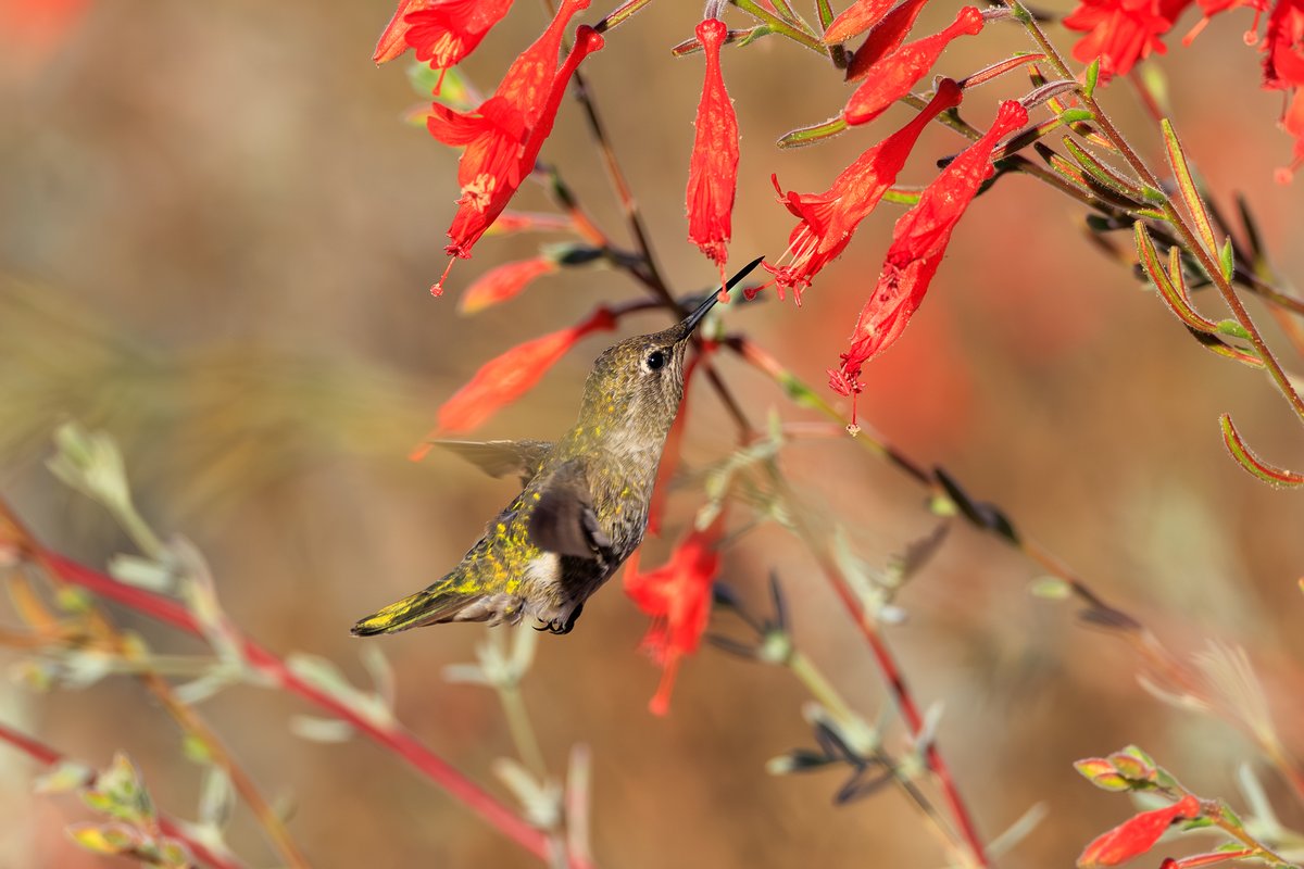 Anna's Hummingbird