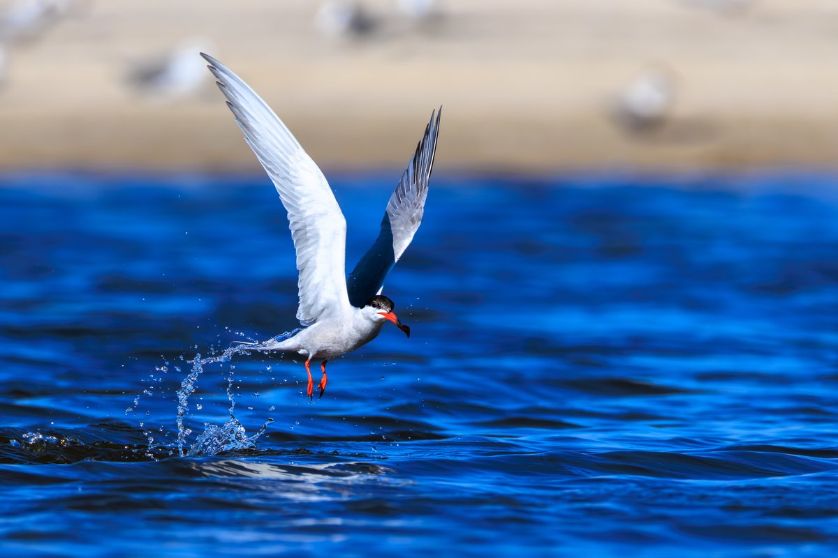 Common Tern