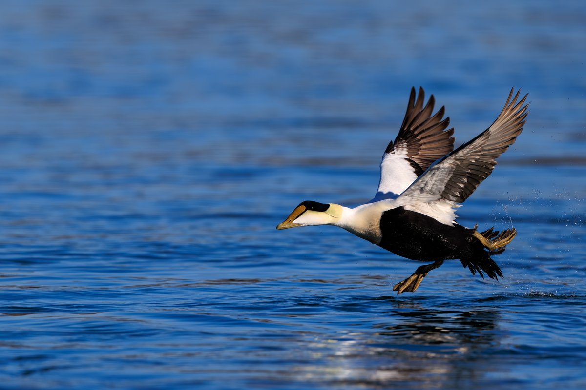 Common Eider