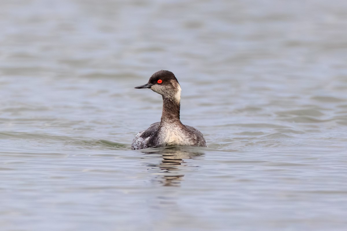 Eared Grebe