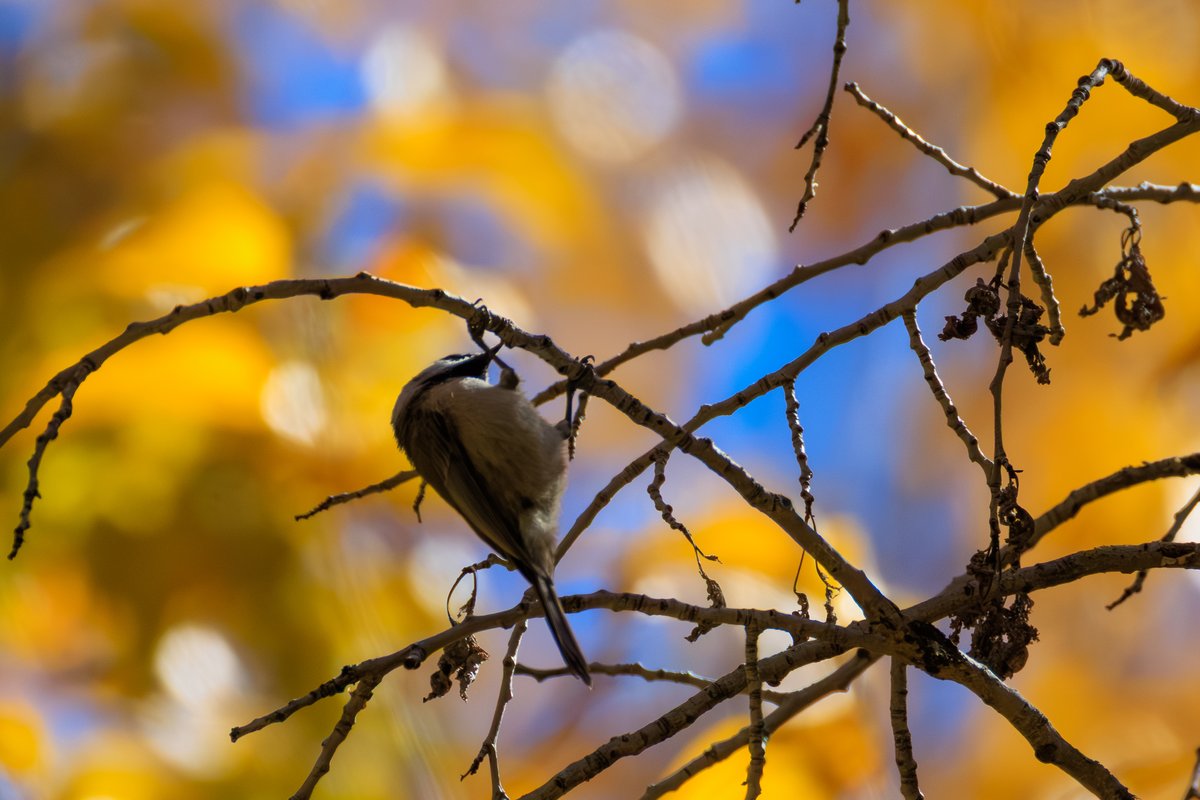 Black-capped Chickadee