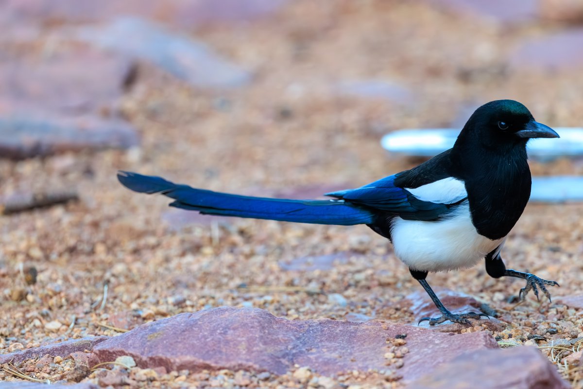 Black-billed Magpie