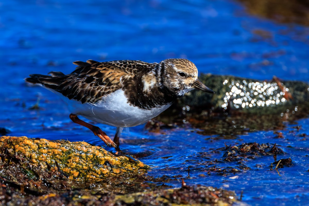 Ruddy Turnstone