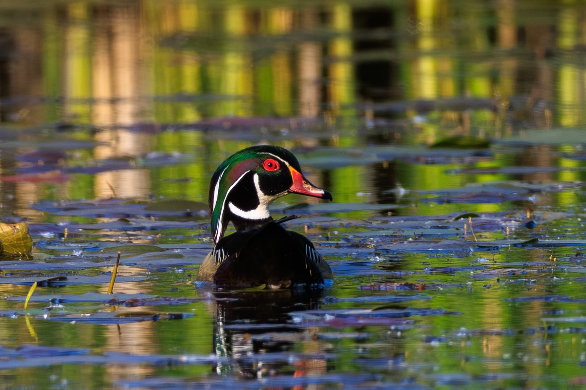 Wood Duck